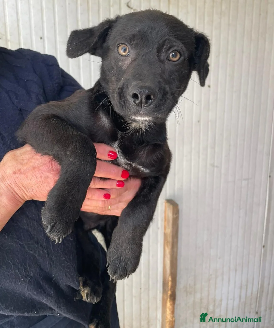 Meticcio cani in regalo: SOS SOS ALVIN - Annuncio 1