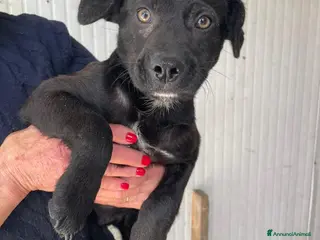 Meticcio cani SOS SOS ALVIN - Annuncio 16