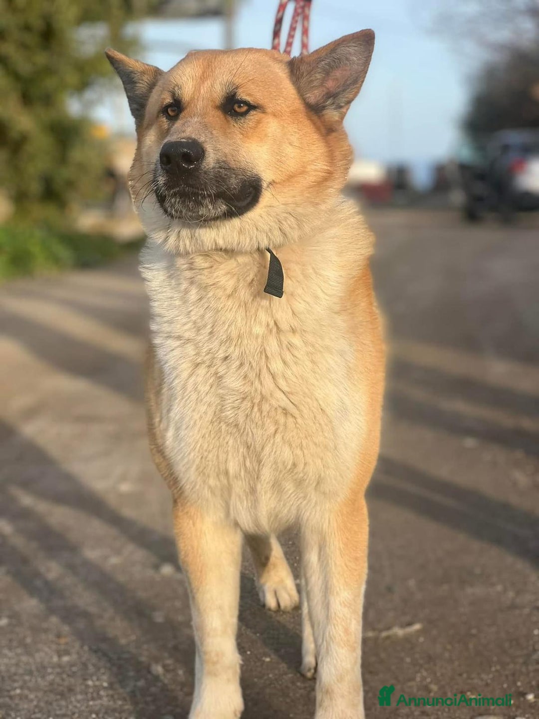 Meticcio cani in regalo: Yoshi adora la presenza degli umani a Città Metropolitana di Milano - Annuncio 1