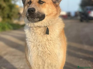 Meticcio cani Yoshi adora la presenza degli umani a Città Metropolitana di Milano - Annuncio 32