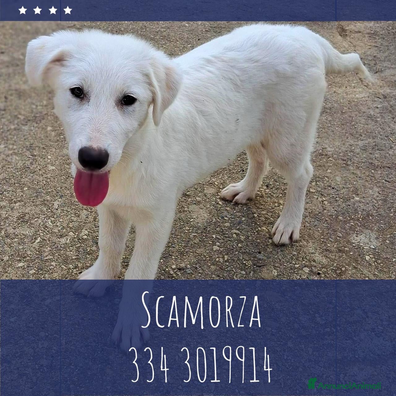 Meticcio cani SCAMORZA 💙 UNA NUVOLA CON QUATTRO ZAMPE - Annuncio 16