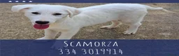 Meticcio cani in regalo: SCAMORZA 💙 UNA NUVOLA CON QUATTRO ZAMPE a Provincia di Piacenza - Annuncio 1