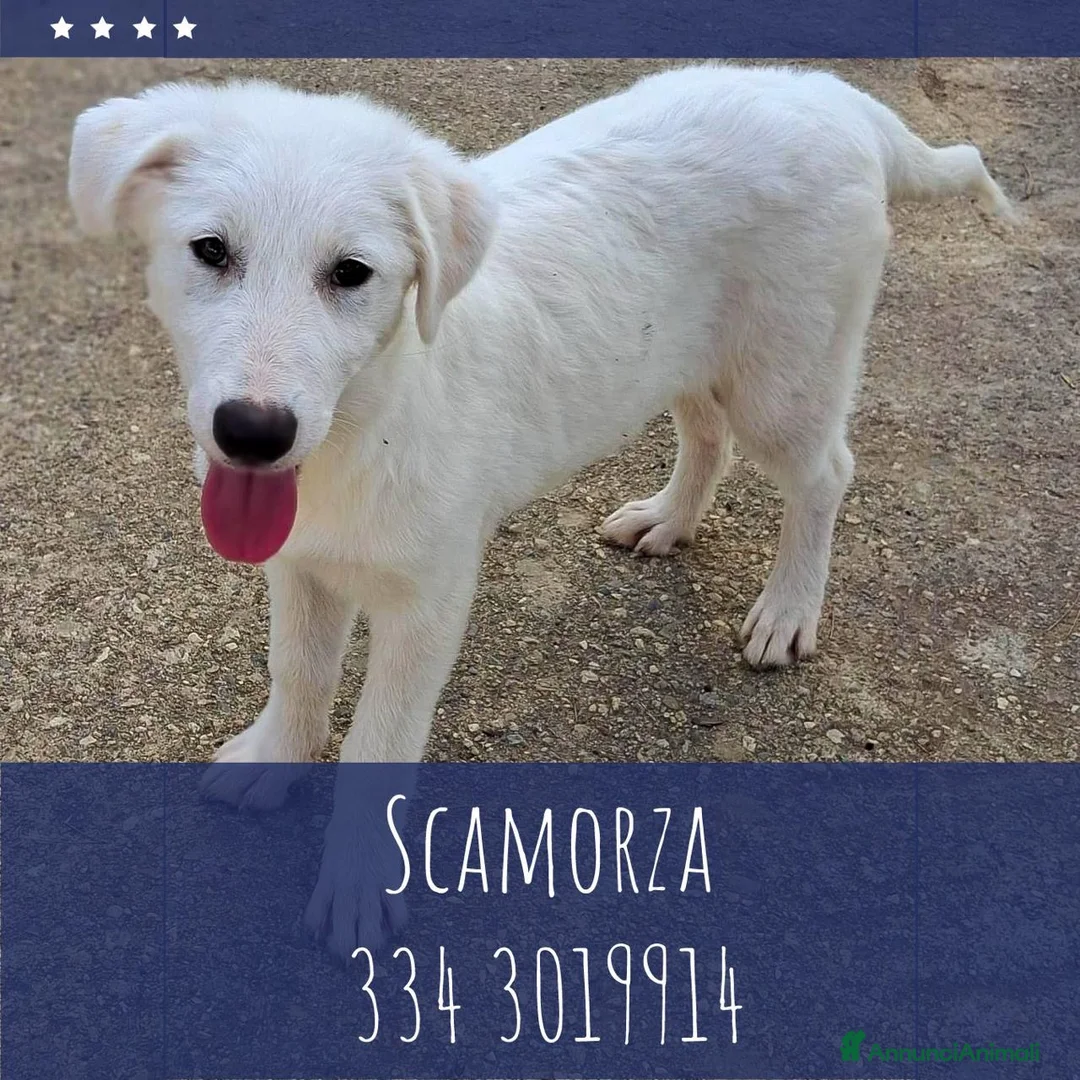 Meticcio cani in regalo: SCAMORZA 💙 UNA NUVOLA CON QUATTRO ZAMPE a Provincia di Piacenza - Annuncio 1