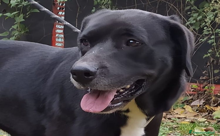 Labrador cani a Città metropolitana di Roma Capitale - Annuncio 11