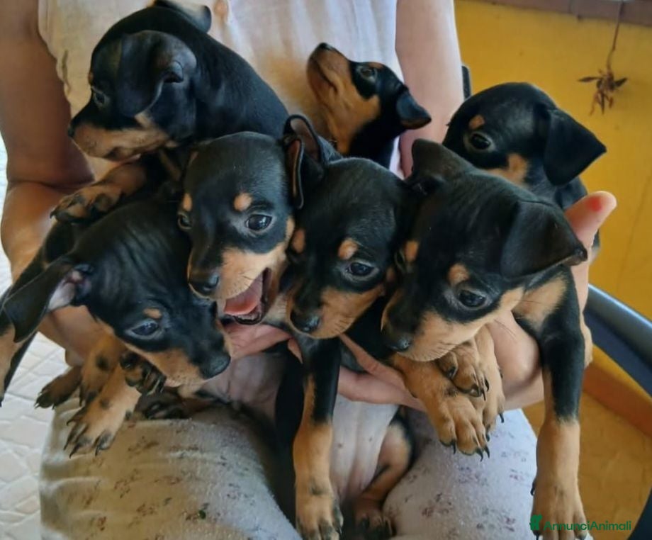 Pinscher Tedesco cani Vendita - Annuncio 1