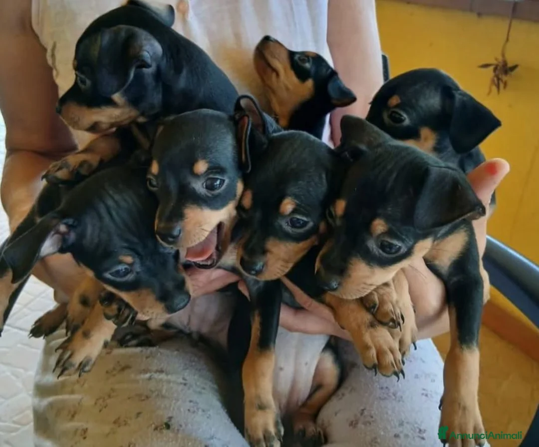 Pinscher Tedesco cani in vendita: Vendita - Annuncio 1