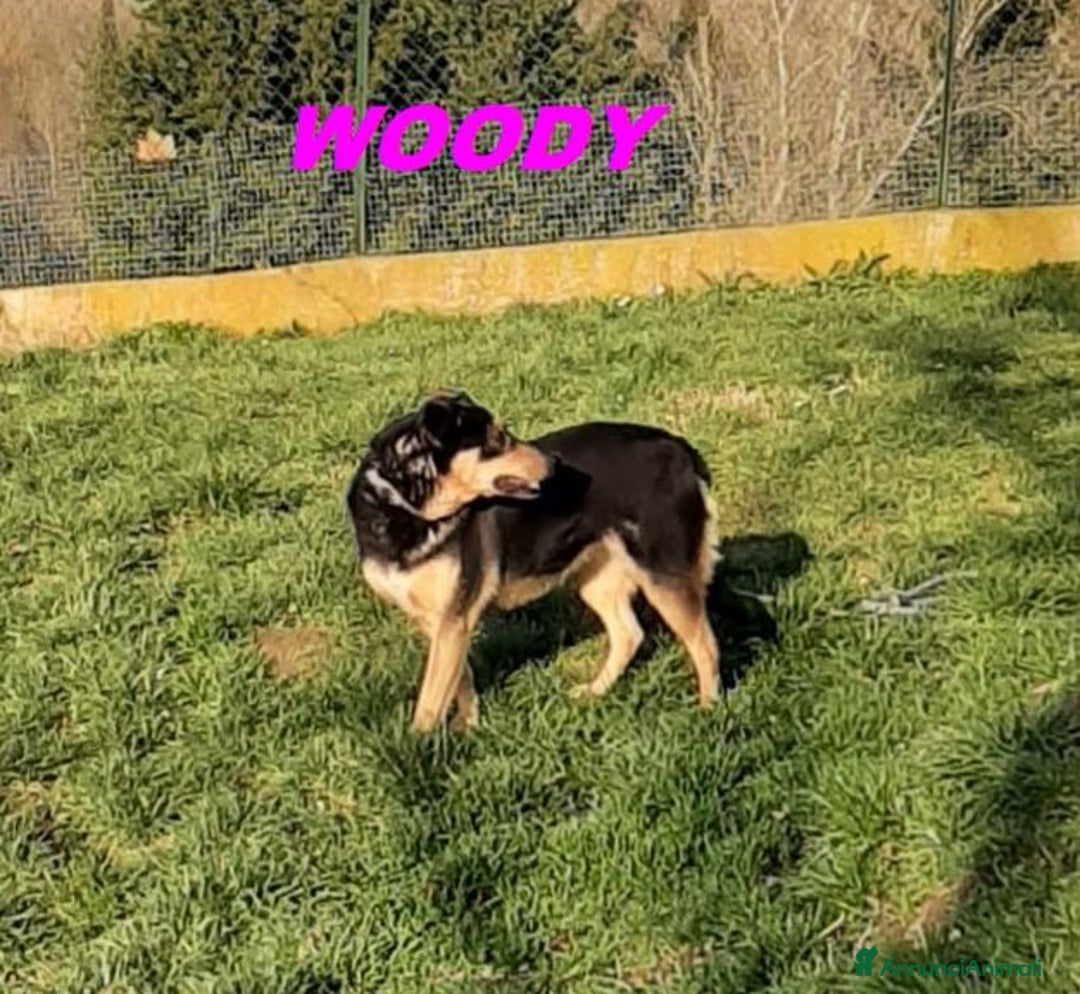 Meticcio cani in regalo: WOODY 3anni bella timidina - Annuncio 6