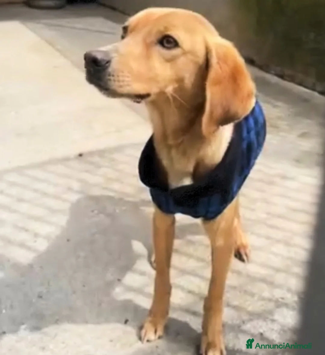 Meticcio cani in regalo: UNA MAMMA PER JAZZ a Provincia di Varese - Annuncio 6