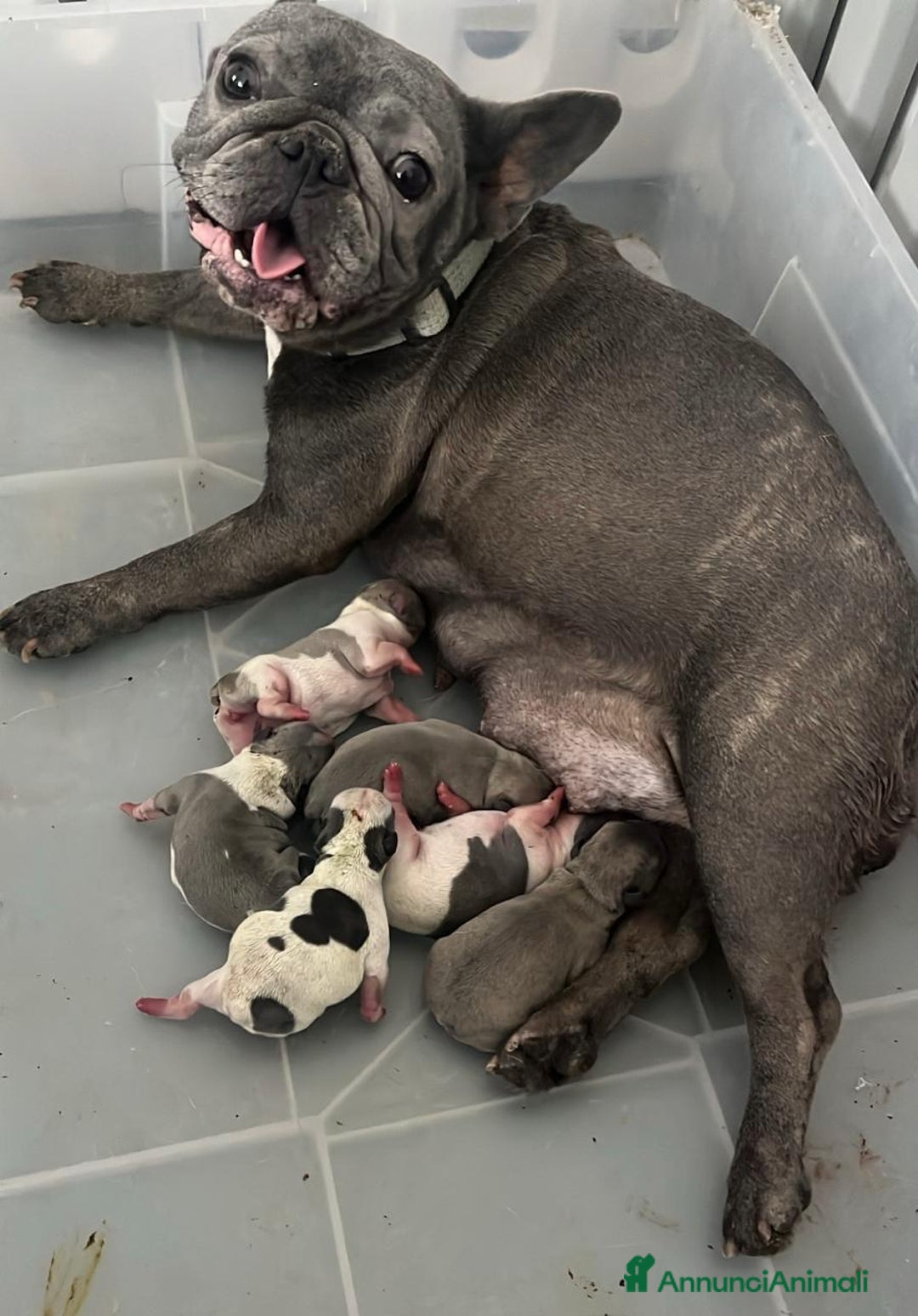 Bulldog Francese cani in vendita: Bulldog francese femmina  - Annuncio 7