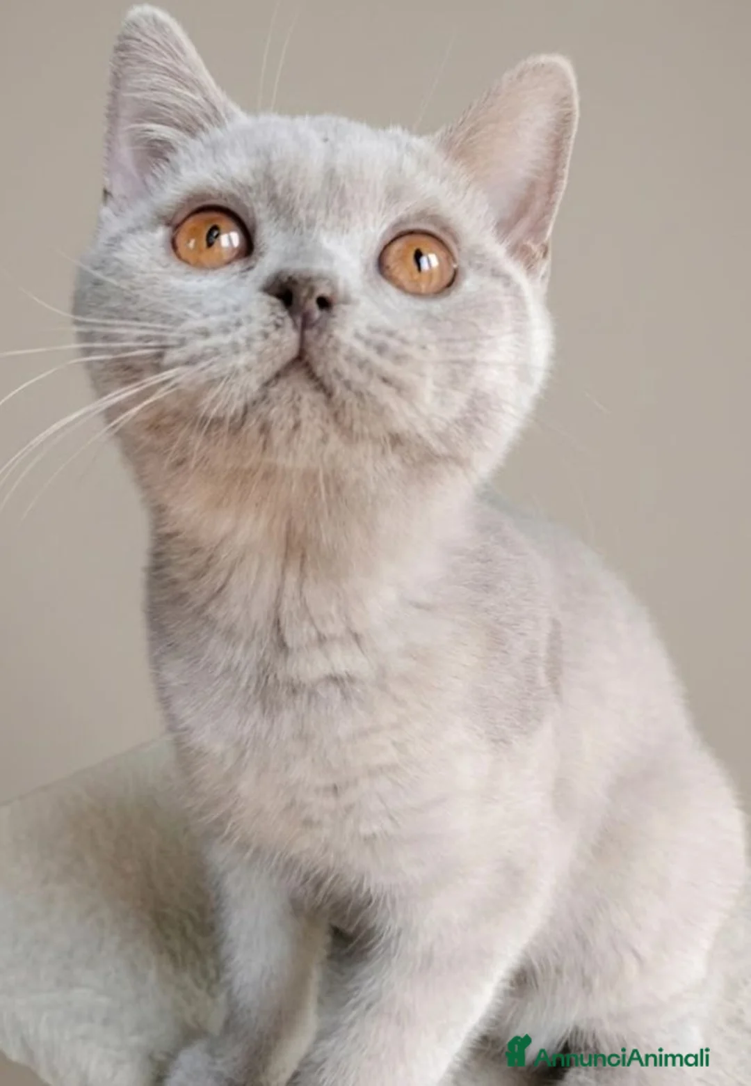 British gatti in vendita: British lilac maschietto  - Annuncio 3
