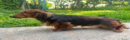 Bassotto Nano cani in vendita: Cucciolo di Bassotto Nano a Pelo Lungo a Città Metropolitana di Torino - Annuncio 5