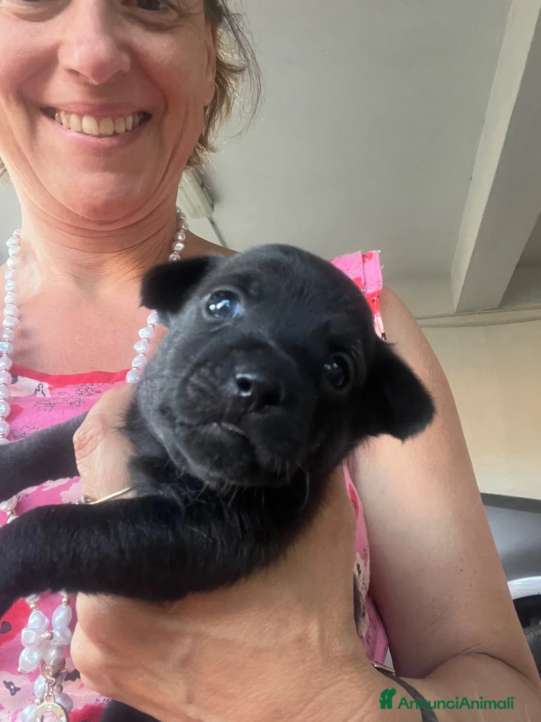 Pinscher Tedesco cani in vendita: Pincher-chihuahua pelo lungo M F a Città metropolitana di Reggio Calabria - Annuncio 2