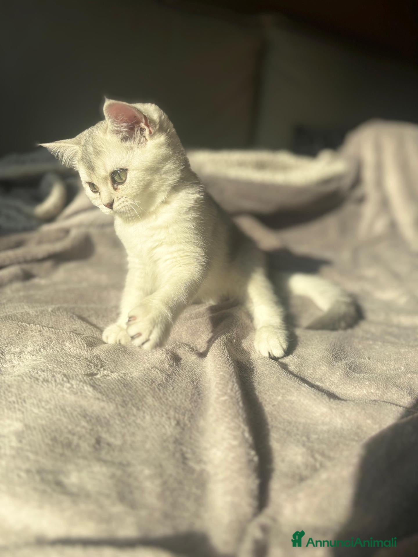 Scottish gatti Ultima cucciola di scottish straight disponibile - Annuncio 1