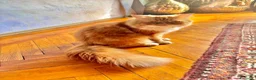 Persiano gatti per accoppiamento: Una compagna per il mio gatto persiano - Annuncio 4