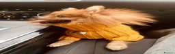 Volpino Pomerania cani per accoppiamento: MONTA a Provincia di Monza e della Brianza - Annuncio 4