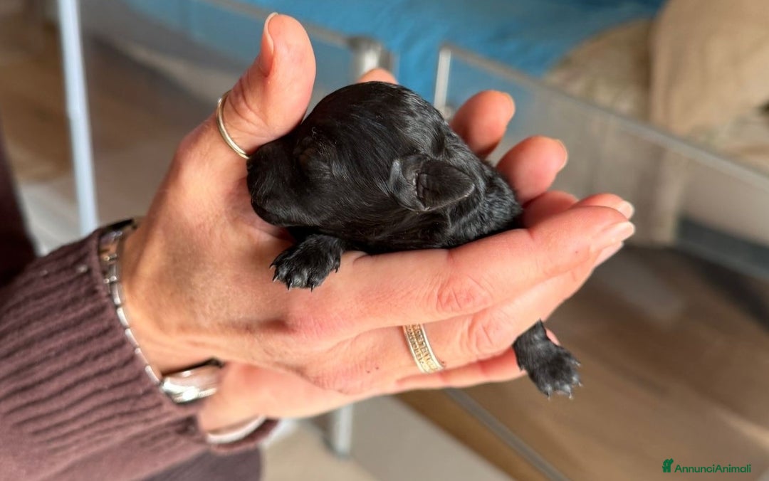 Barboncino cani in vendita: Disponibili barboncini colore nero - Annuncio 4