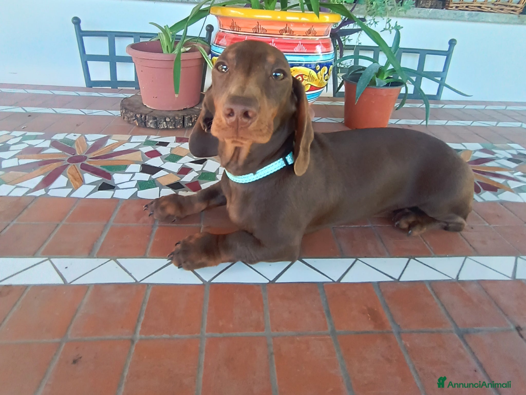 Bassotto cani Bassotto maschio con Pedigree Enci.  - Annuncio 1