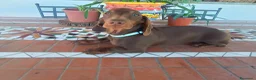 Bassotto cani in vendita: Bassotto con Pedigree Enci.  - Annuncio 1
