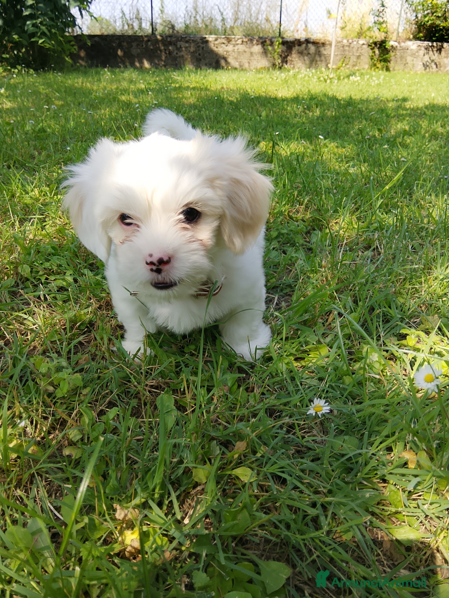 Maltese cani in vendita: Maltese  a Provincia di Parma - Annuncio 3