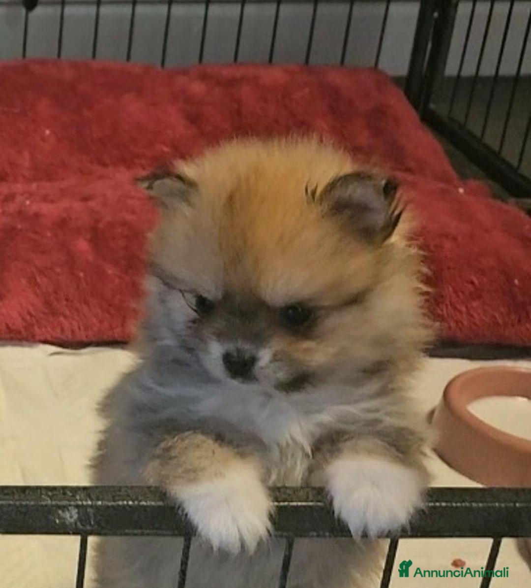 Volpino Pomerania cani in vendita: Cuccioli di Pomerania di tipo Teddy Bear - Annuncio 4