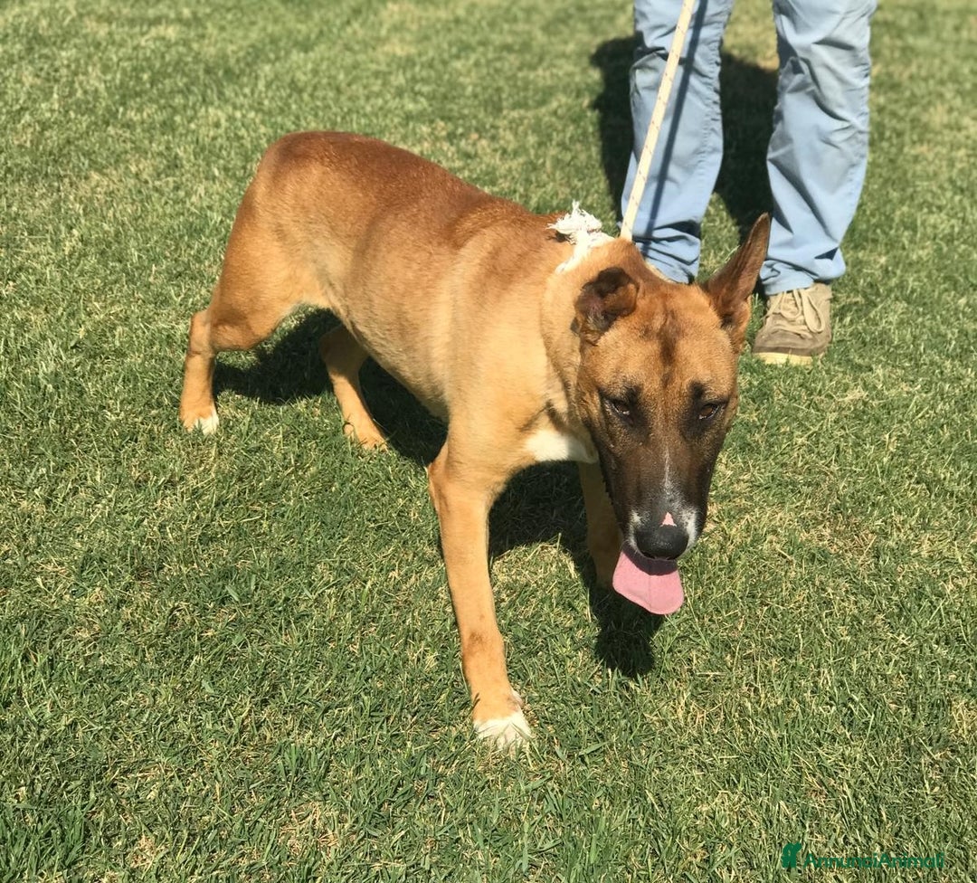 Altre razze cani in regalo: OHR, mix pastore malinois a Provincia di Latina - Annuncio 4