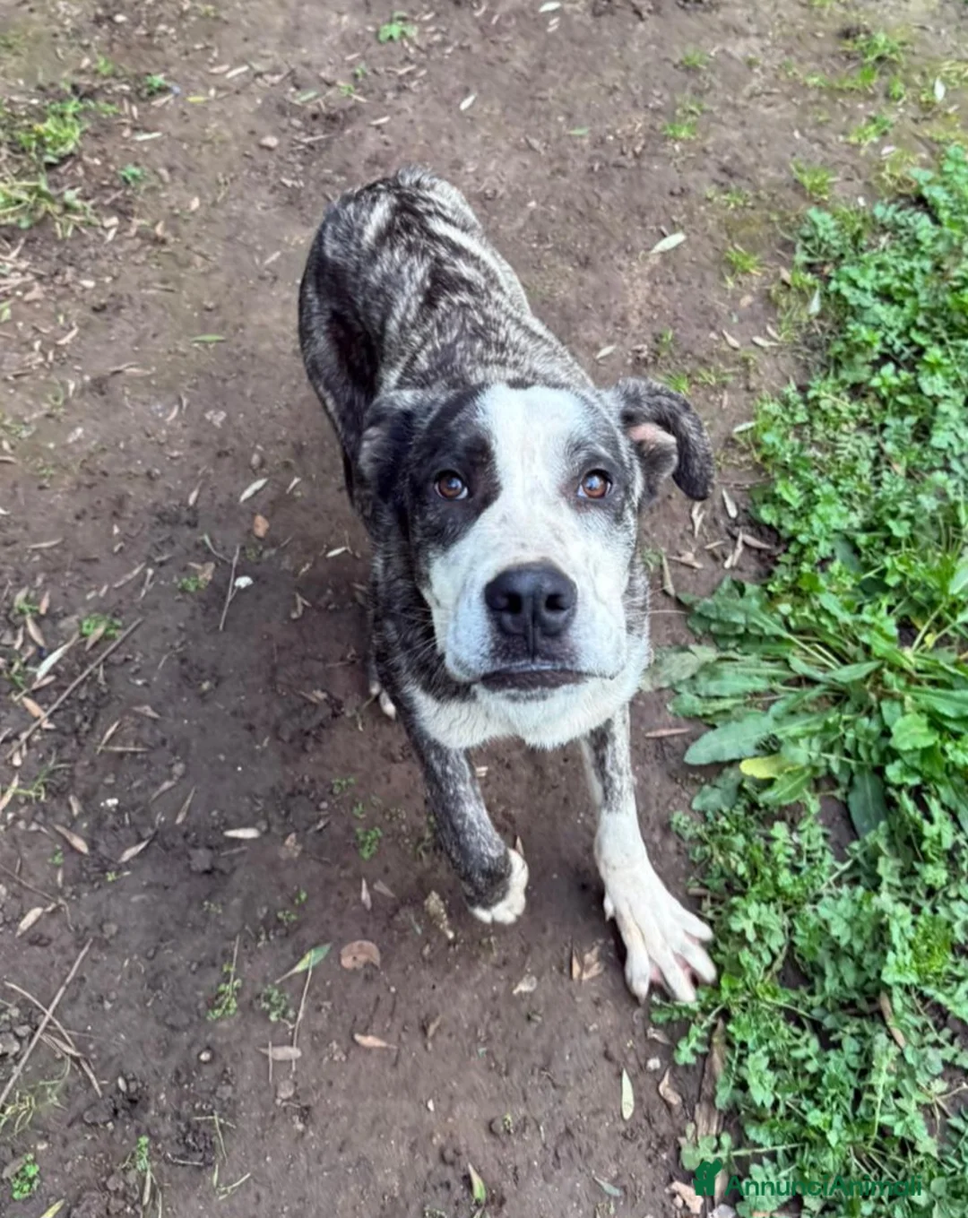 Meticcio cani in regalo: CUCCIOLO OTIS a Città Metropolitana di Firenze - Annuncio 4