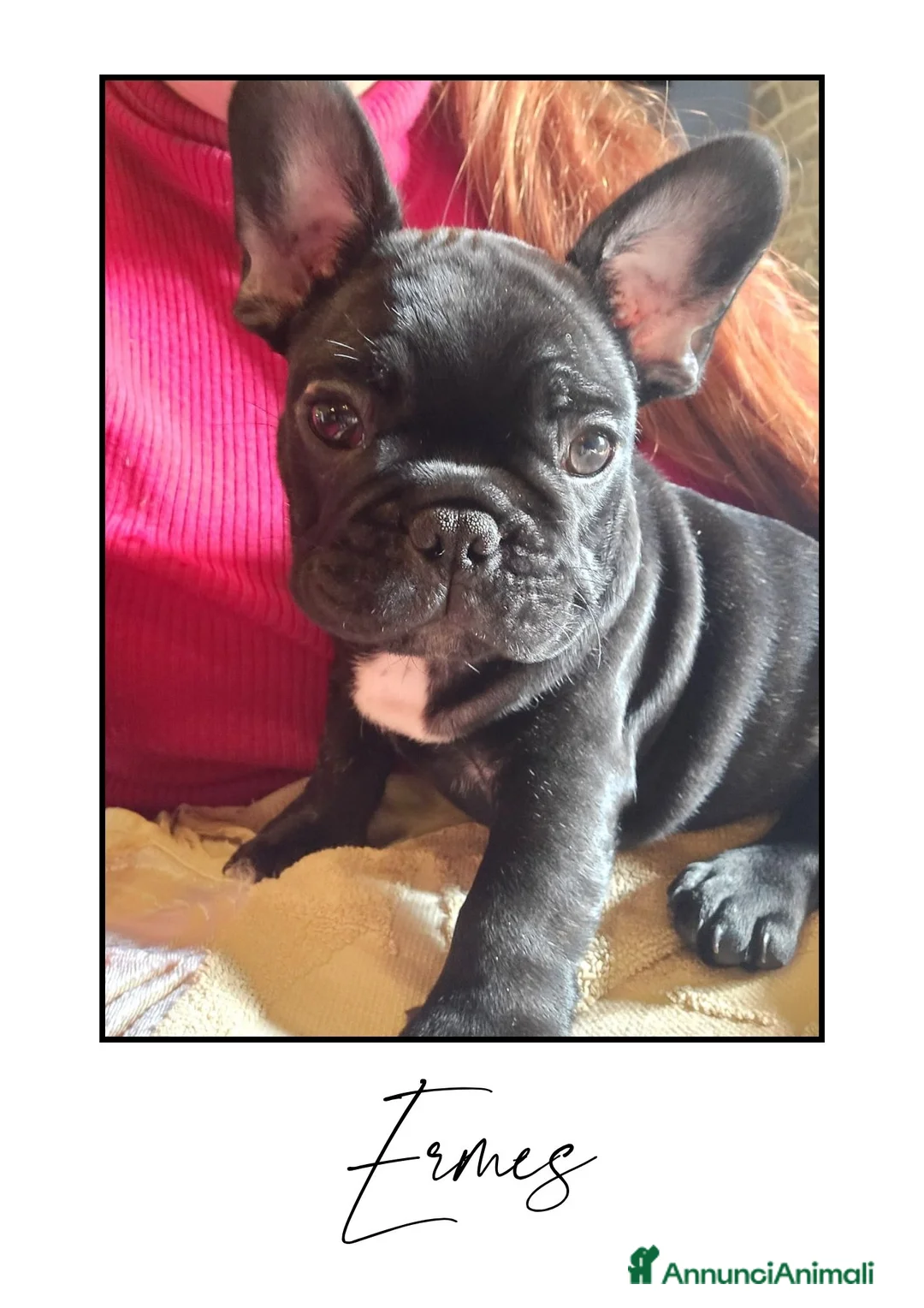 Bulldog Francese cani in vendita: Disponibili cuccioli di Bulldog Francese - Annuncio 3