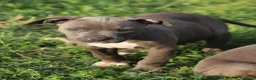 Pitbull cani in vendita: Cuccioli Pit Bull con Pedigree anche a rate  - Annuncio 26