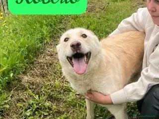 Meticcio cani ROBERTO socievole - allegro - Annuncio 33
