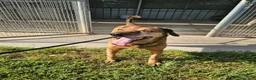 Meticcio cani in regalo: Brown: dolce e sensibile, cerca serenità  - Annuncio 13