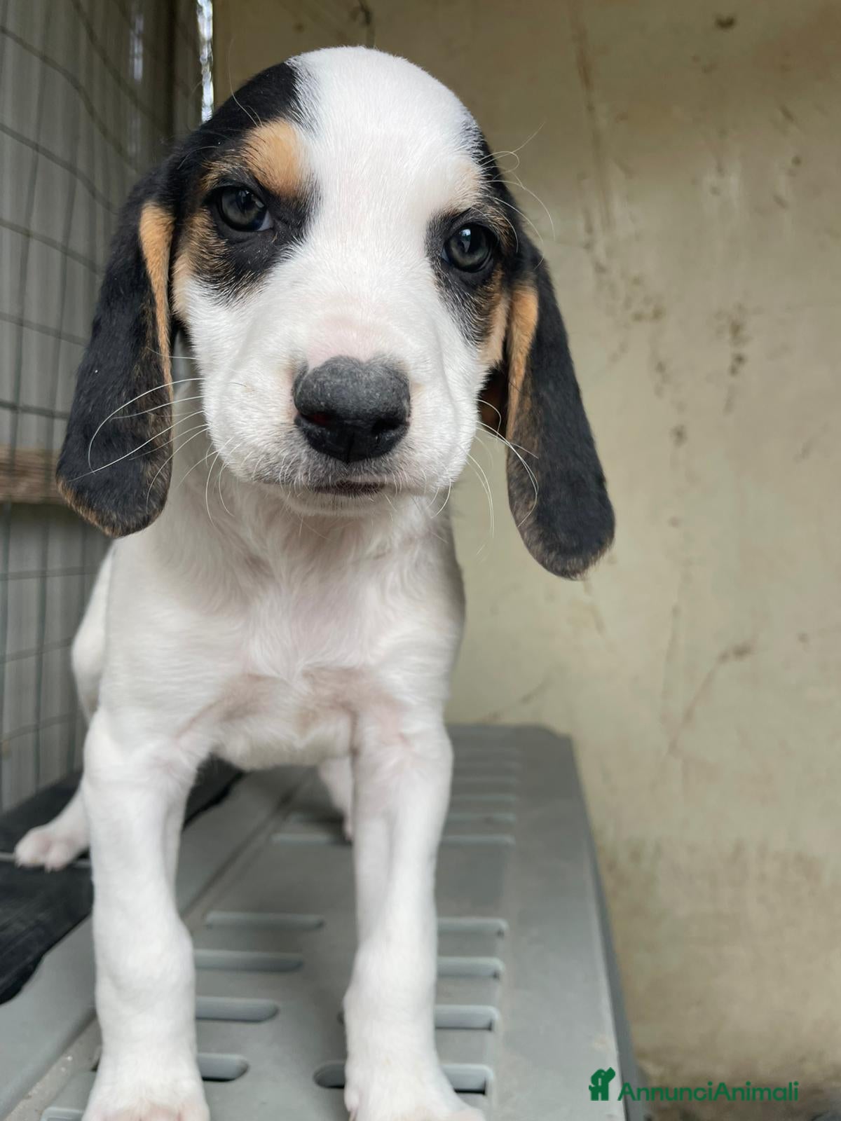 Meticcio cani SPLENDIDE SEGUGINE - Annuncio 4