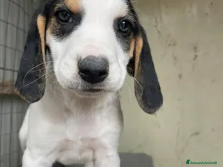 Meticcio cani SPLENDIDE SEGUGINE - Annuncio 4