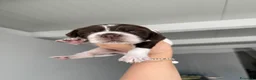 Setter Inglese cani in vendita: Cuccioli Setter Inglese - Alta Genealogia - Annuncio 7