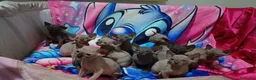 Sphynx gatti in vendita: Cuccioli di sphynx con pedigree  - Annuncio 2