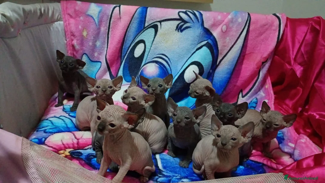 Sphynx gatti in vendita: Cuccioli di sphynx con pedigree  - Annuncio 2