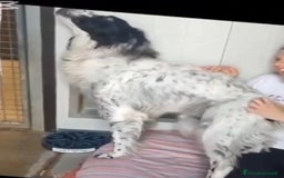 Setter Inglese cani in regalo: Setter 9anni ipovedente in rifugio da mesi.BRESCIA a Città metropolitana di Milano - Immagine 7
