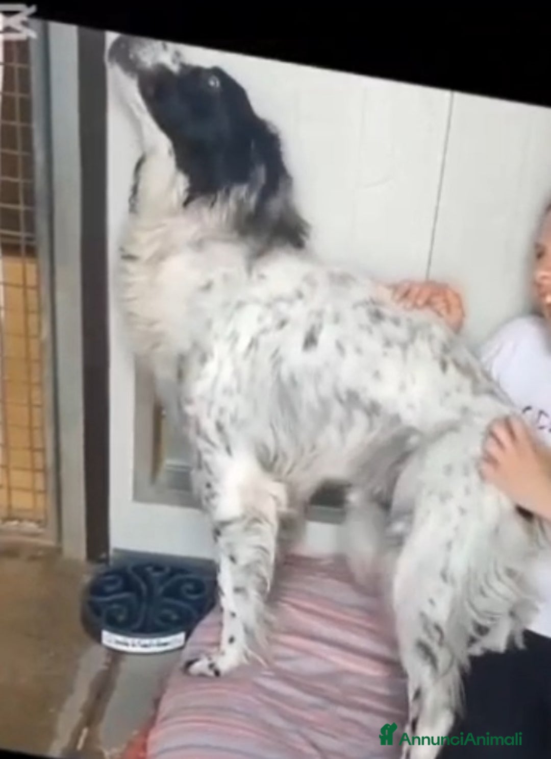 Setter Inglese cani in regalo: Setter 9anni ipovedente in rifugio da mesi.BRESCIA a Città metropolitana di Milano - Immagine 7