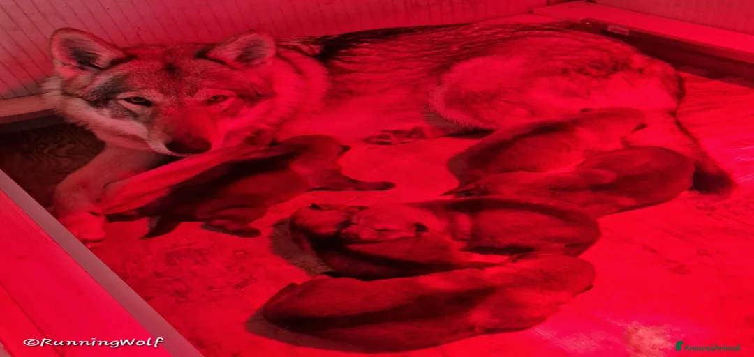 Immagine della galleria {{count}}