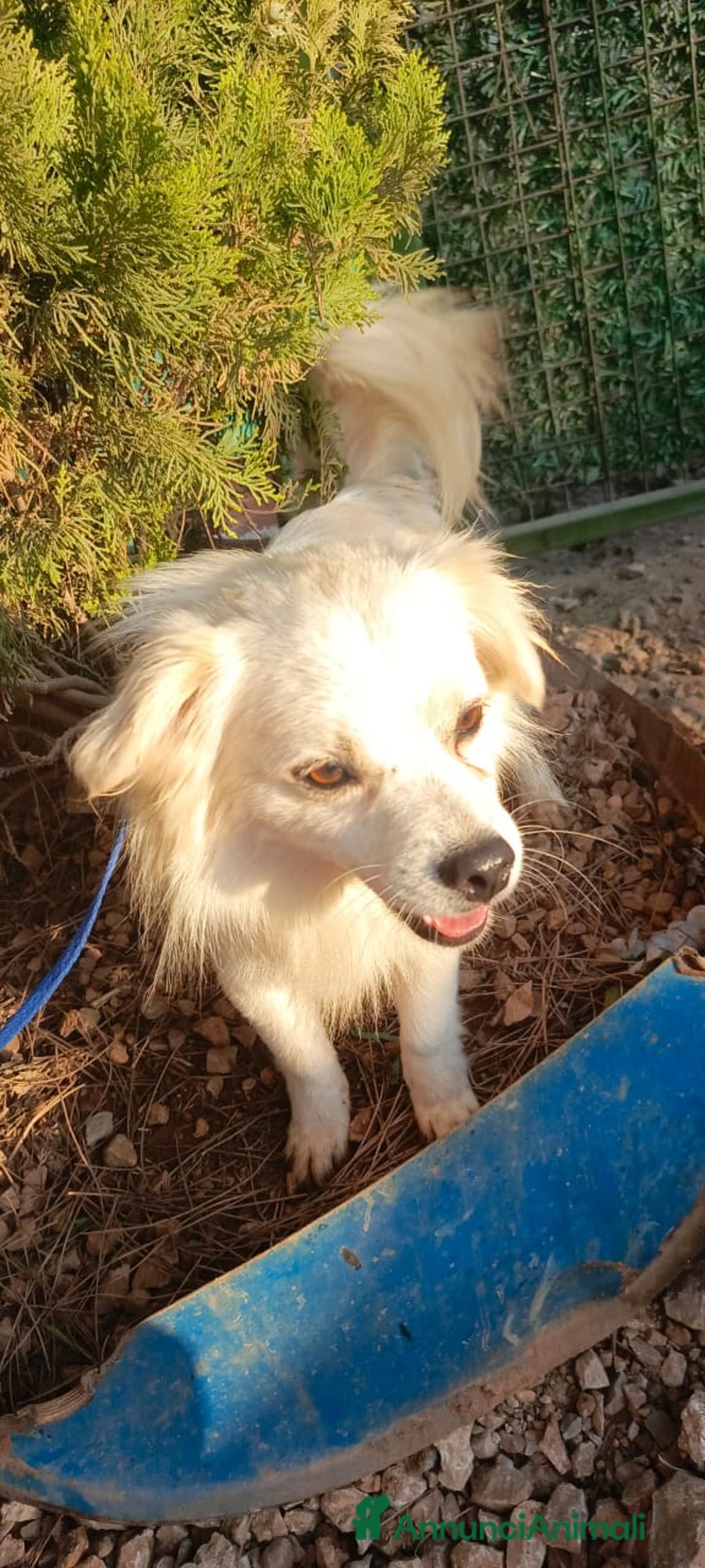 Volpino Italiano cani in regalo: Splendido simil volpino - COOKI - Annuncio 5