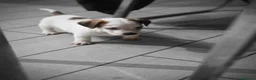 Jack Russell cani in vendita: Cuccioli di Jack Russell Terrier - Annuncio 6