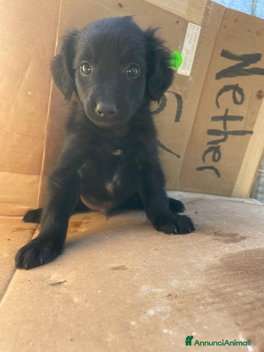 Meticcio cani in regalo: ZAFFIRO - Annuncio 7