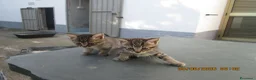 Altre razze gatti in regalo: Gattine in regalo - Annuncio 5