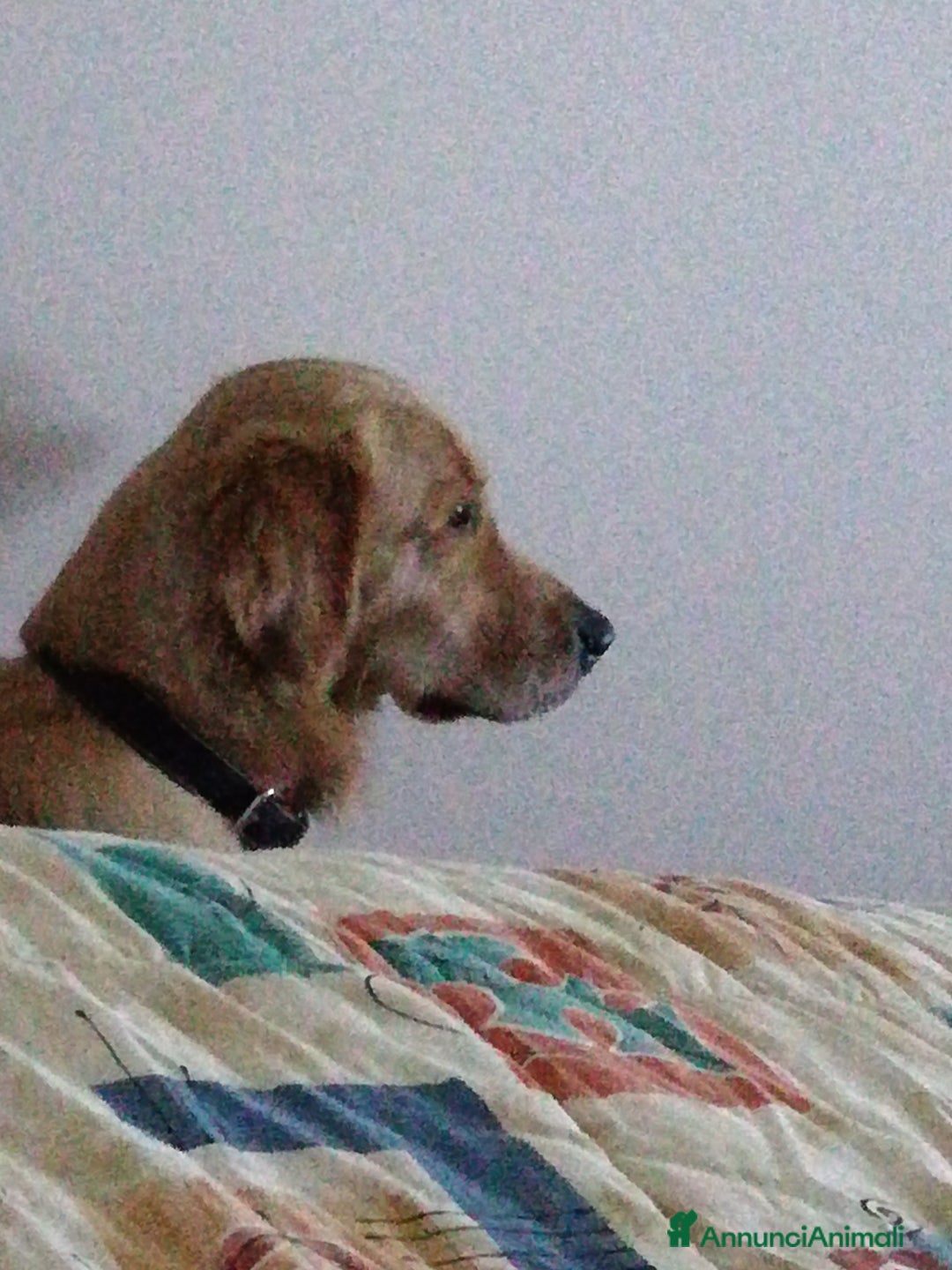 Golden Retriever cani in vendita: Vendesi cuccioli di Golden Retriever  a Provincia di Varese - Immagine 11