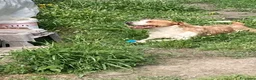 Meticcio cani in regalo: Simil spinone  a Città Metropolitana di Napoli - Annuncio 7