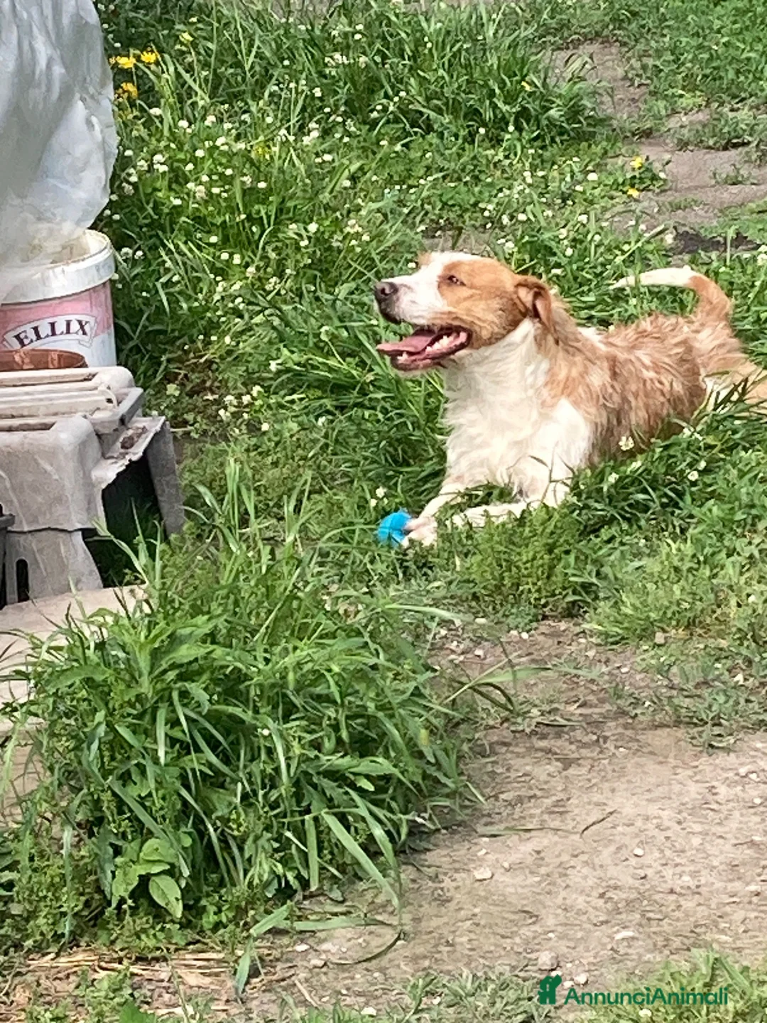 Meticcio cani in regalo: Simil spinone  a Città Metropolitana di Napoli - Annuncio 7