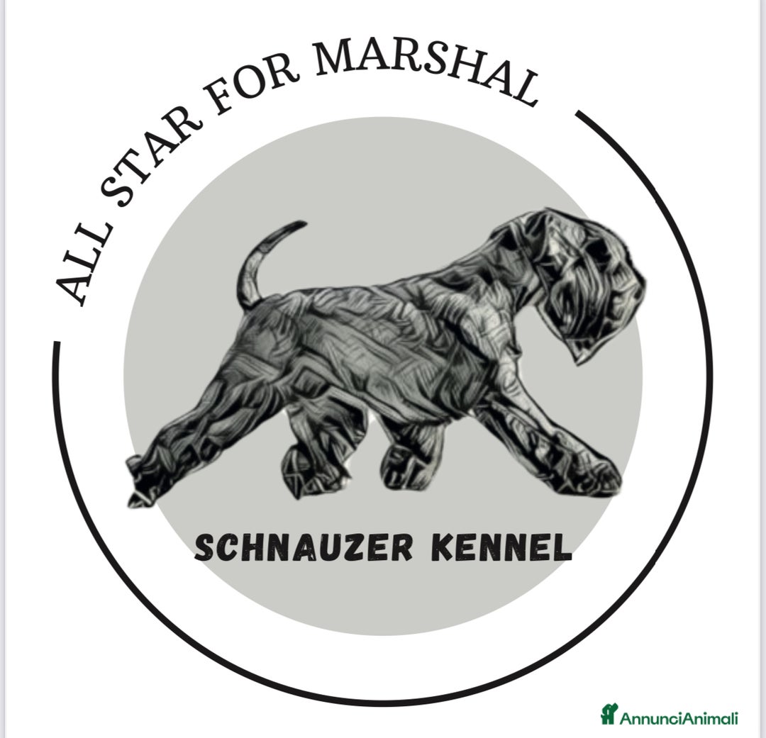 Mini Schnauzer cani in vendita: Schnauzer Nano nero  - Annuncio 3