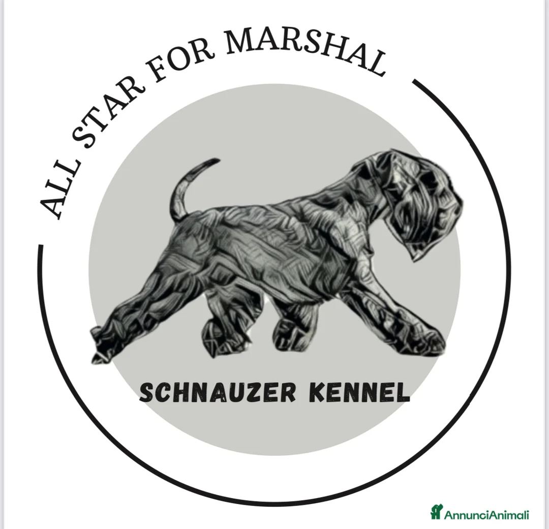 Mini Schnauzer cani in vendita: Schnauzer Nano nero  - Annuncio 3