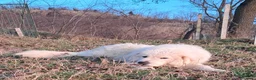 Pastore Abbruzzese Maremmano cani in vendita: Cuccioli di pastore Abruzzese Maremmano  - Annuncio 20