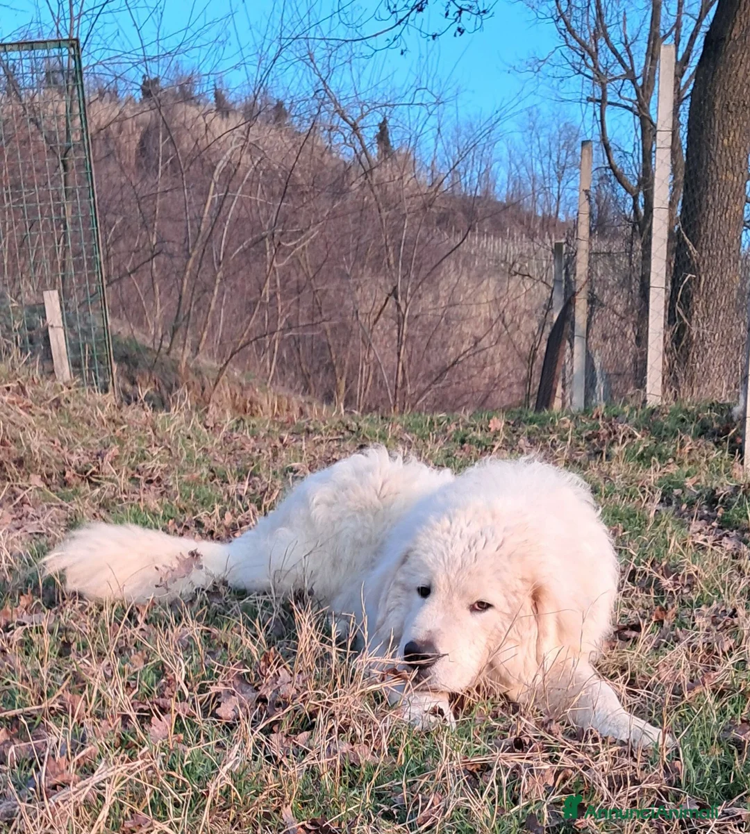 Pastore Abbruzzese Maremmano cani in vendita: Cuccioli di pastore Abruzzese Maremmano  - Annuncio 20