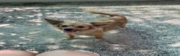 Meticcio cani in regalo: Roxana e Basilio: adozione di coppia nonnini - Annuncio 17